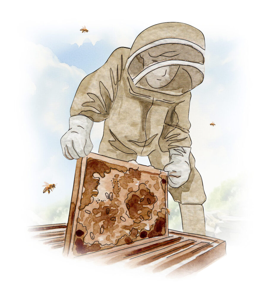 En seulement 20 ans, 80 % des insectes ont disparu en Europe, alors qu’un tiers de notre alimentation dépend des pollinisateurs, principalement des abeilles.